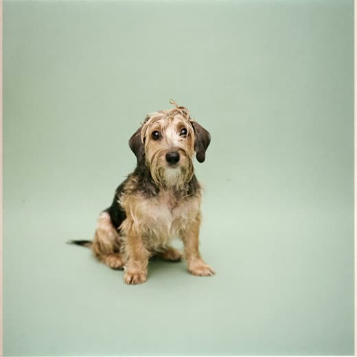 A small freshly bathed dog sitting on a plain pale background